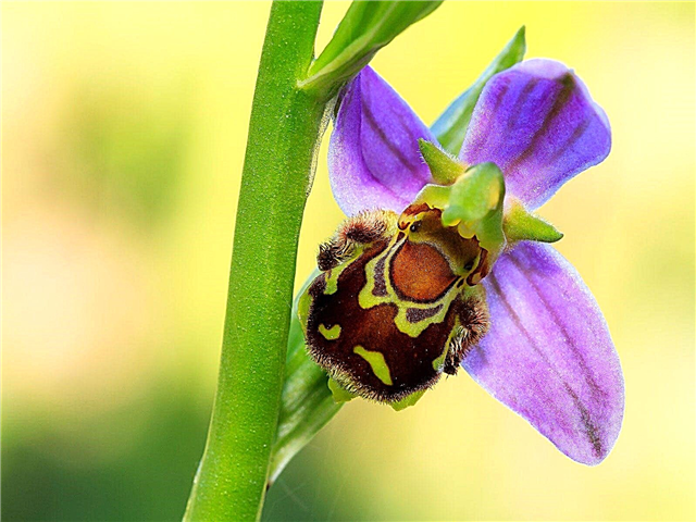 Ce sunt orhideele albinelor: informații despre floarea orhideei albinelor