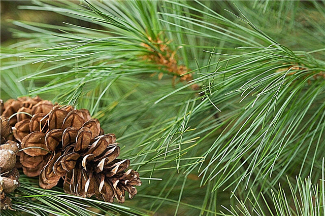 White Pine Tree Information - Aprenda a plantar um pinheiro branco