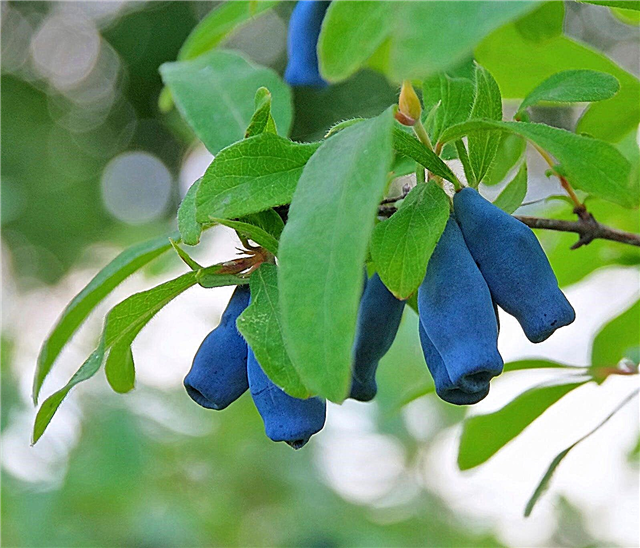 Haskap Berry Info - Cómo cultivar moras en el jardín