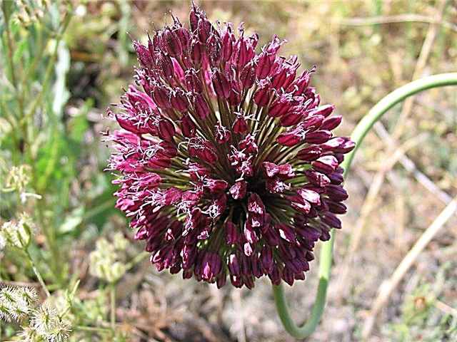 Drumstick Allium Flowers: Vinkkejä rumpukappaleiden kasvattamiseen