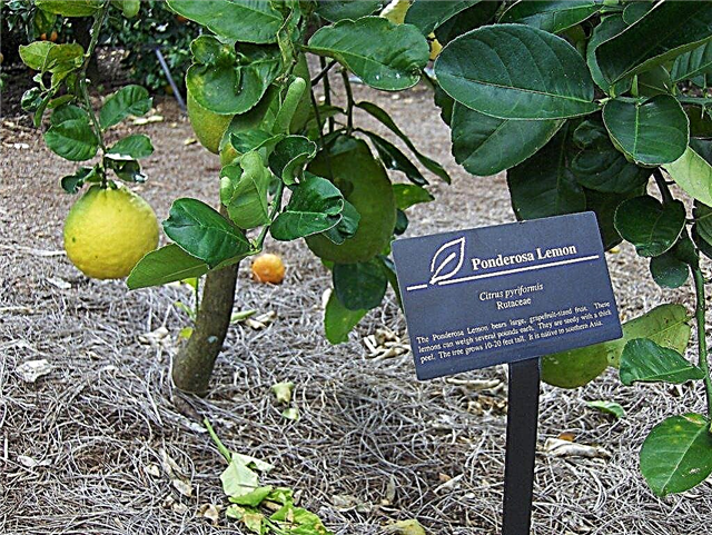 Što je limun Ponderosa: Saznajte više o uzgoju limuna Ponderosa
