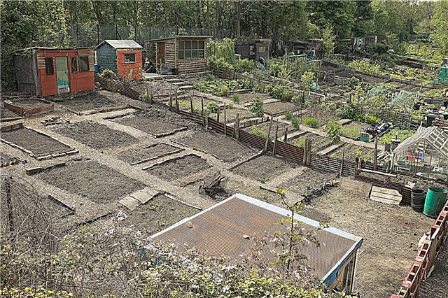 Làm vườn lô đất trống: Lời khuyên cho việc trồng rau trong rất nhiều chỗ trống
