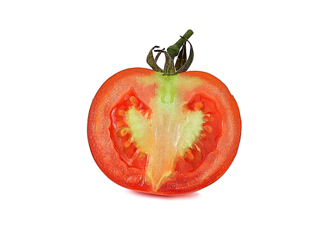 Varför röda tomater är gröna inuti