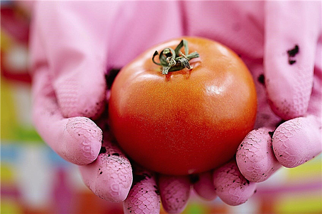 Токсичност на домати за растения - може ли доматите да ви отровят