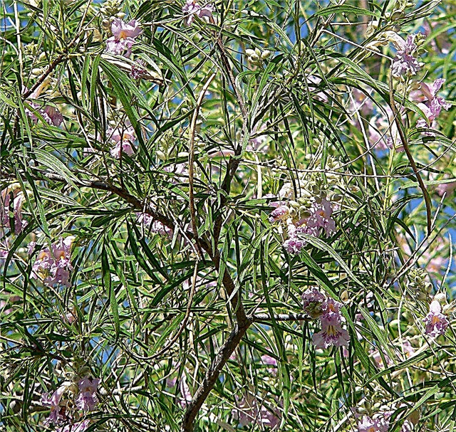 Desert Willow Tree Facts: Desert Willow -puiden hoitaminen ja istuttaminen