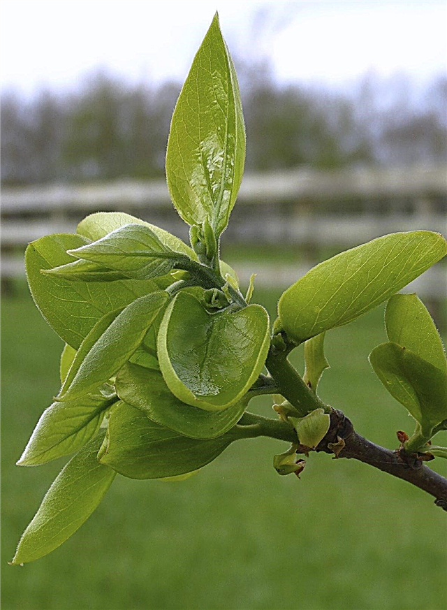 Árbol de caqui sin fruto: razones por las que un árbol de caqui no tiene flores ni frutos