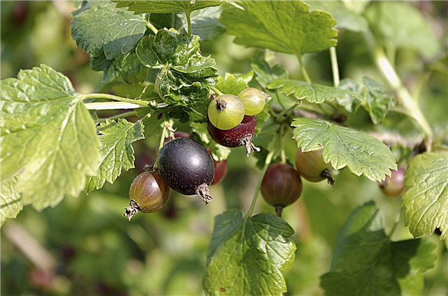 Qu'est-ce qu'un Jostaberry: Cultiver et entretenir des Jostaberries dans le jardin