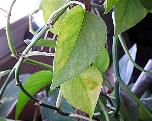 Pothos Blätter werden gelb: Was tun bei gelben Blättern auf Pothos?
