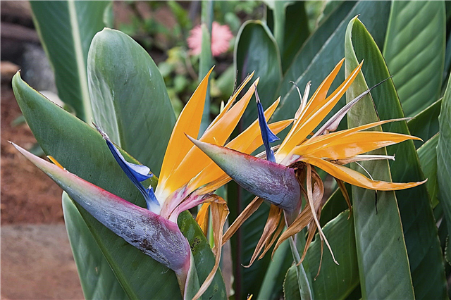 Bird Of Paradise Vekstbetingelser: Omsorg for utendørs Bird of Paradise-planter
