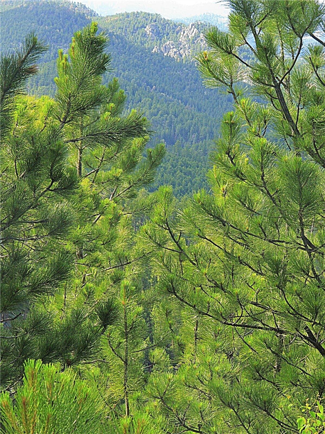 Datos del pino ponderosa: consejos para plantar pinos ponderosa