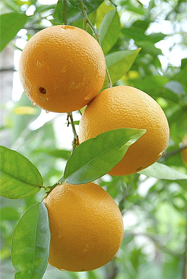 Variétés de fruits orange: découvrez différents types d'oranges