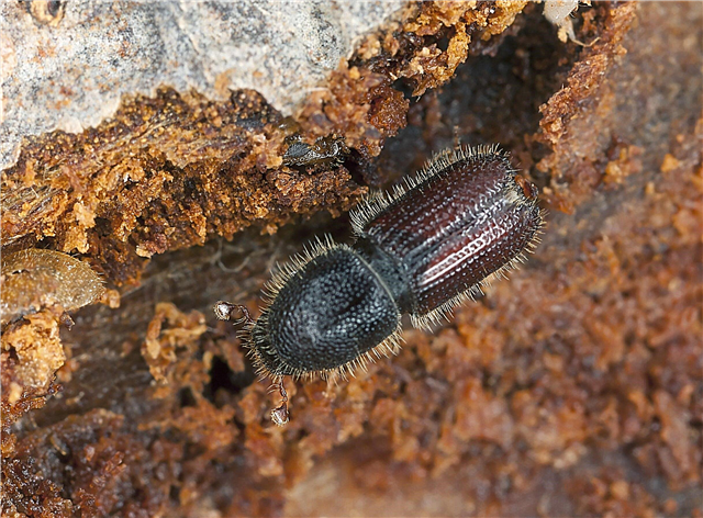 Vad är barkskalbaggar: Information om barkskalbaggar på träd