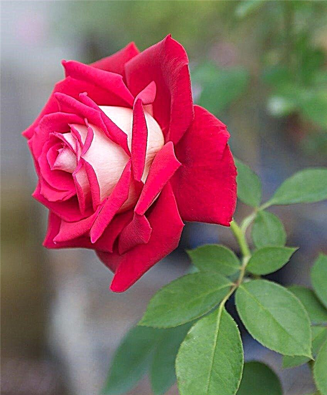 O que é uma rosa Osiria: Dicas para jardinagem com rosas Osiria