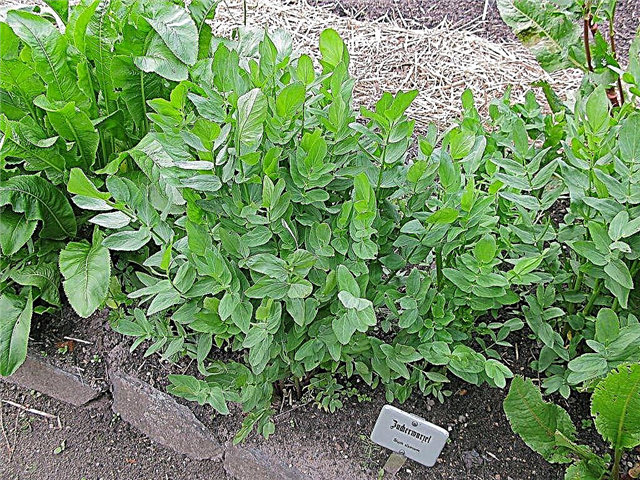 Информация за растението Crummock - Съвети за отглеждане и събиране на зеленчуци Skirret