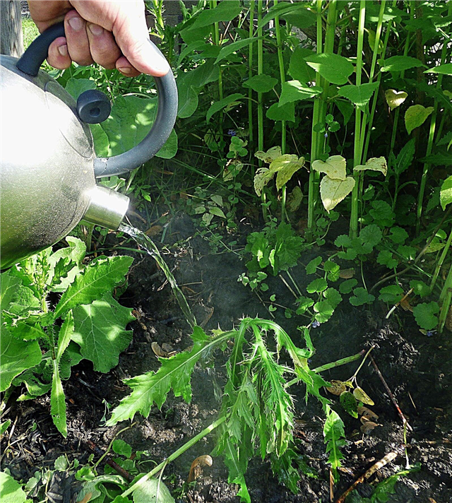 Forró víz és növénynövekedés: Forró víz öntésének a növényekre gyakorolt ​​hatásai