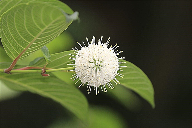 Buttonbush Plant Care：庭でのボタンブッシュ植栽のヒント