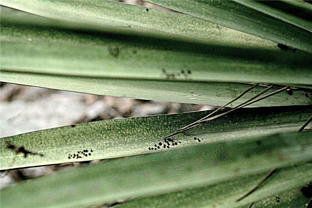Chyby rastlín Yucca: Naučte sa, ako liečiť hmyz, ktorý ovplyvňuje Yuccas
