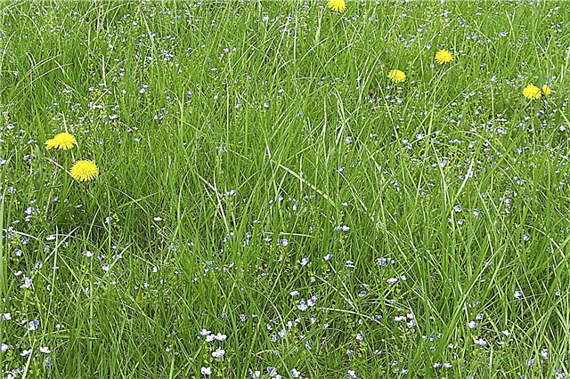 Συντήρηση Meadow Grass: Συμβουλές για τον ετήσιο έλεγχο Meadow Grass