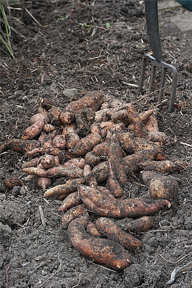 Aufbewahrung von Süßkartoffeln - Tipps zur Aufbewahrung von Süßkartoffeln für den Winter
