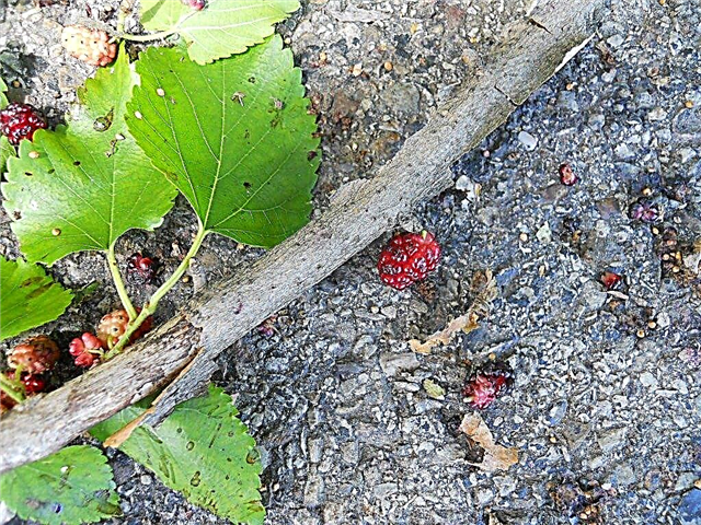 Mulberry Fruit Drop: Gründe für einen Mulberry Tree Dropping Fruit