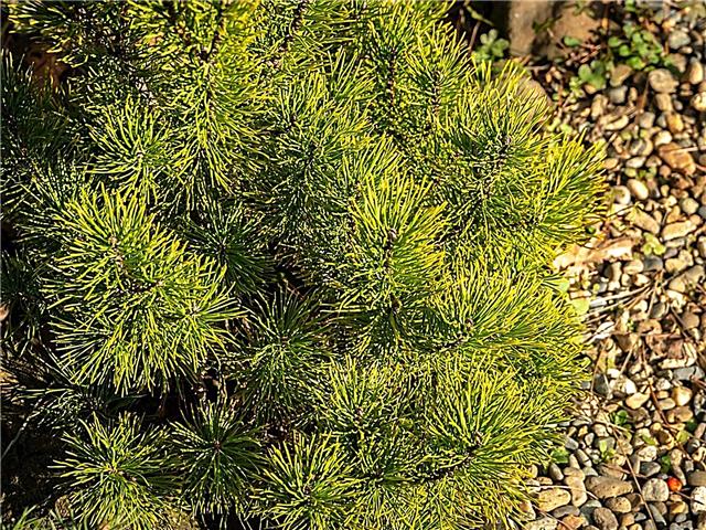 Odmiany Mugo Pine - Informacje o Mugo Pine Trees