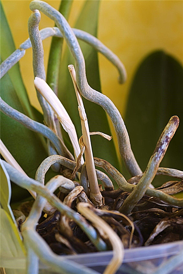 Orchidee wächst Wurzeln - Was tun mit Orchideenwurzeln aus der Pflanze