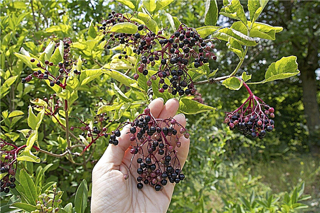 Elderberry høstsæson: tip til plukning af elderbær