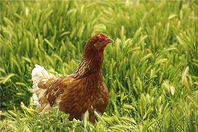 Cover Crops Piščanci jedo: Uporaba Cover Crops za piščančje krmo