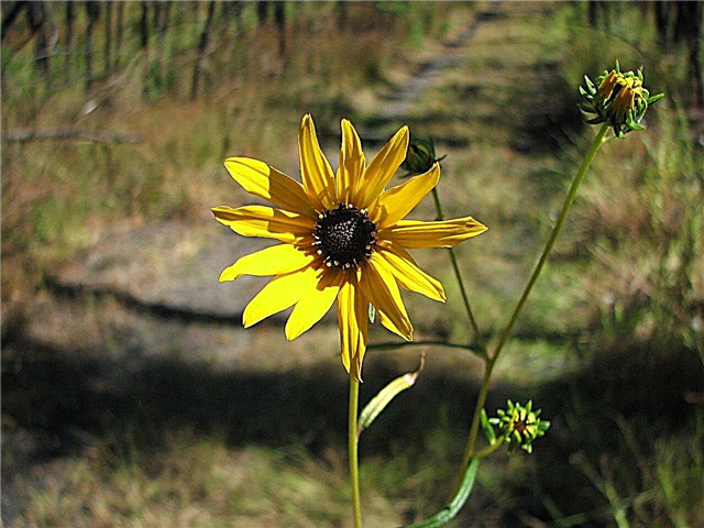 Swamp Sunflower Care: Girasoli di palude in crescita nei giardini