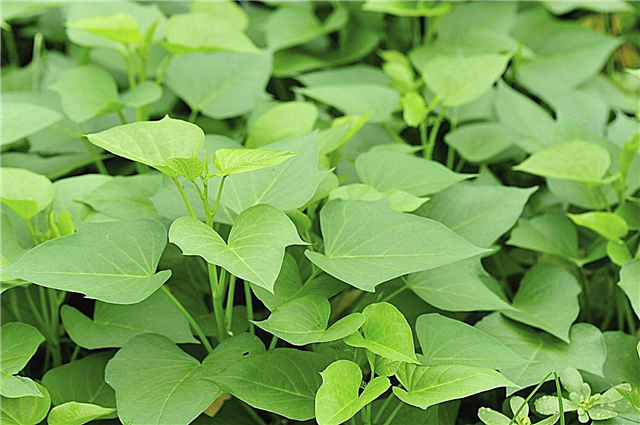 Kartupeļu vīnogulāju augu lapas: vai saldās kartupeļu lapas ir ēdamas?