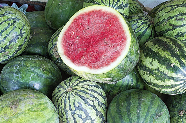Information om frøfrie vandmelonfrø - hvor kommer frøfrie vandmeloner fra