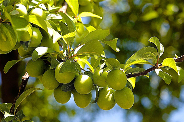 Slyvų vaisių skiedimas - kada ir kaip plonėti slyvų medžiai