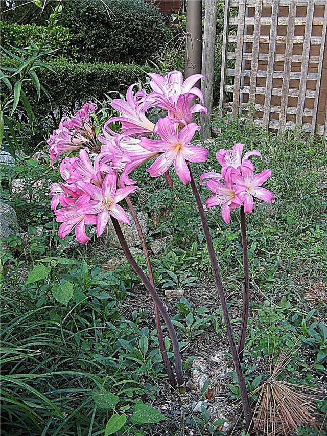 アマリリスベラドンナ花：アマリリスユリを成長させるためのヒント