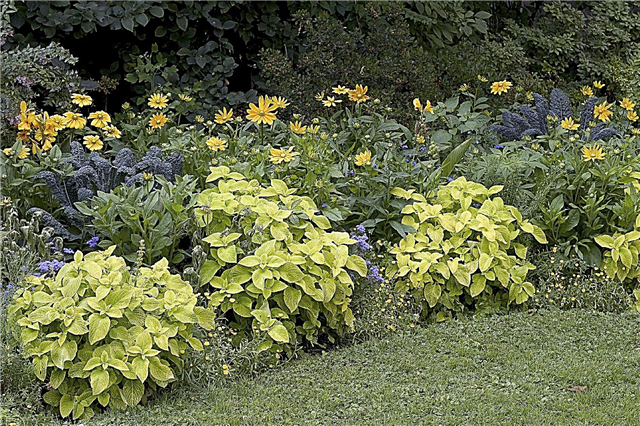 Easy Care Garden Plants: Dicas para paisagismo de baixa manutenção