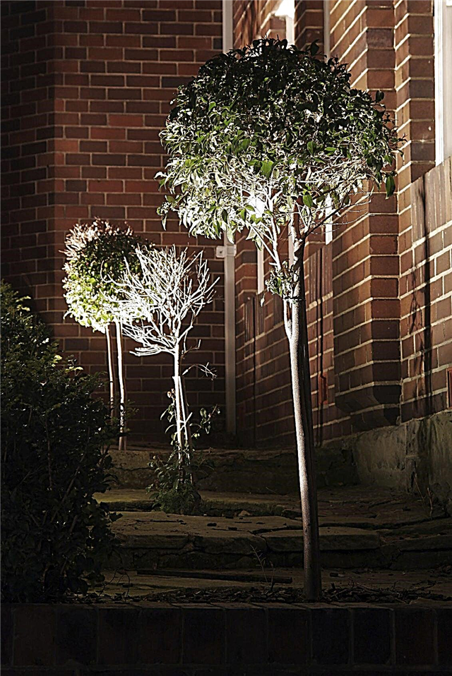 Mi világít: tippek a fák megvilágításához a kertben