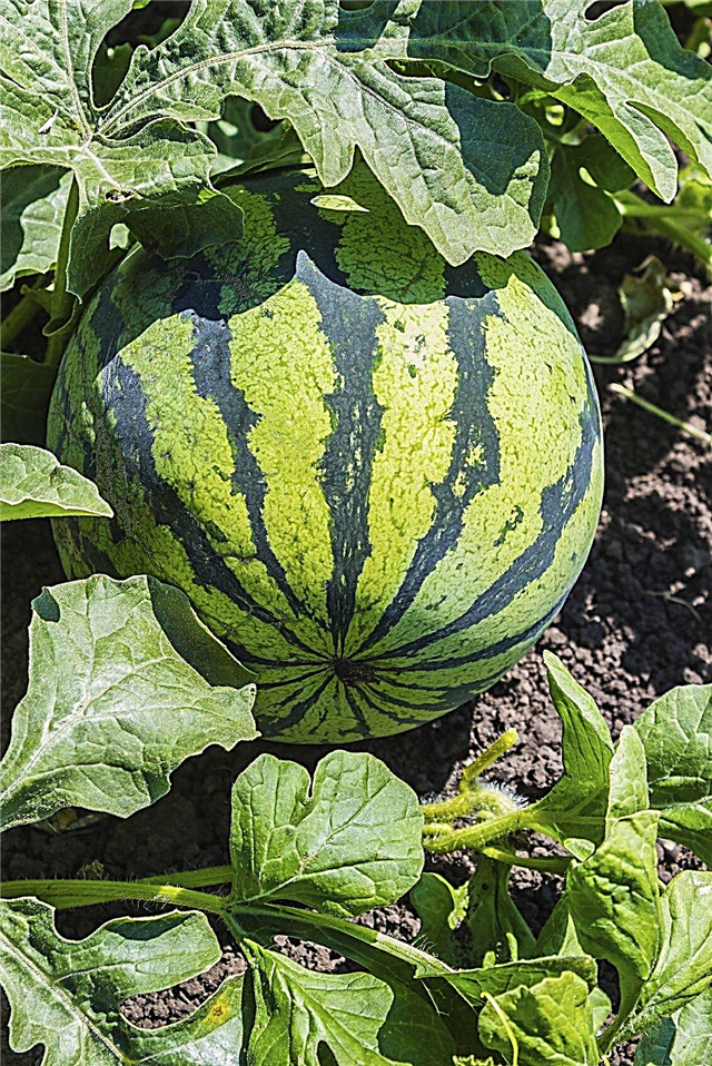 تسميد البطيخ: ما الأسمدة التي تستخدم في نباتات البطيخ