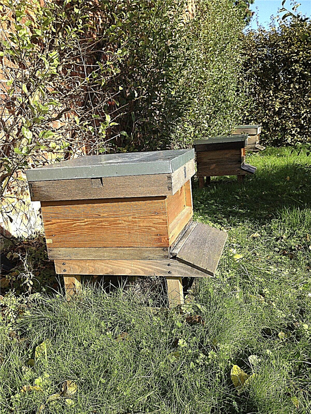 Keeping Beehives Backyard - การเลี้ยงผึ้ง Backyard สำหรับผู้เริ่มต้น