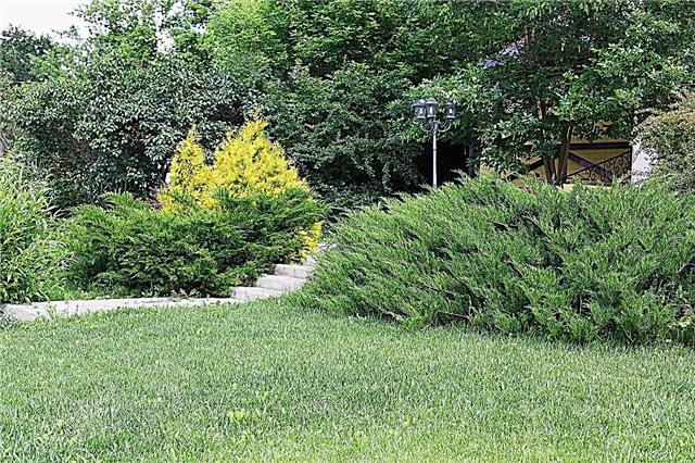 Evergreen Garden Shrubs - Quais são alguns arbustos que ficam verdes o ano todo