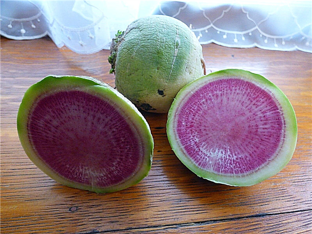 Fakten zu Wassermelonenrettich: Tipps für den Anbau von Wassermelonenrettich