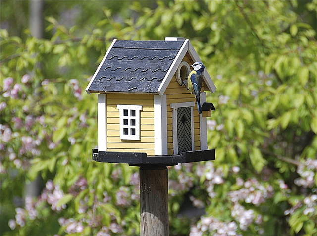 Informații despre păsări - sfaturi pentru alegerea și utilizarea pasarilor din grădini