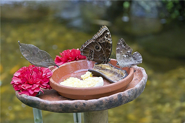Alimentation du jardin des papillons: comment nourrir et arroser les papillons dans les jardins