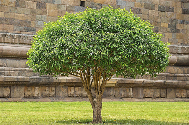 Tăierea unui arbust într-un copac: Aflați cum să prune arbustii în copaci