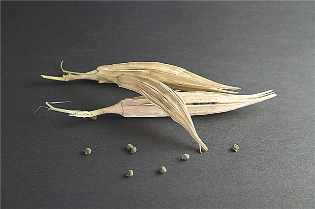 Coleta de sementes de quiabo - Como salvar sementes de quiabo para plantar mais tarde