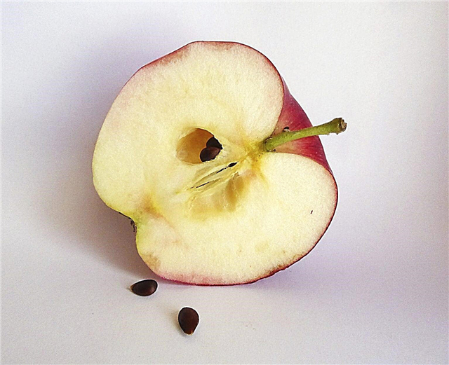 Salvarea semințelor de mere: când și cum se recoltează semințele de mere
