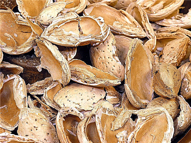 Nut Shell Garden Mulch: Nasveti za uporabo oreškov lupine kot mulčenja