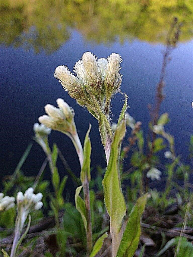 Antennaria Pussytoes Info: Tipps zum Pflanzen von Pussytoes-Samen