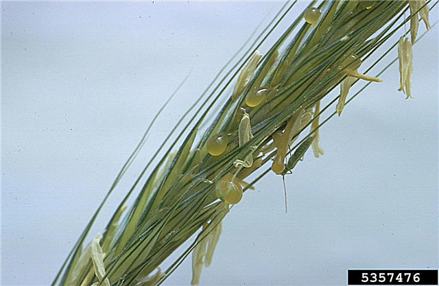 Champignon du grain de l'ergot - En savoir plus sur la maladie fongique de l'ergot