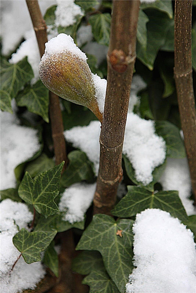 Cold Hardy Fig Variedades: Dicas para o cultivo de inverno Hardy Figs