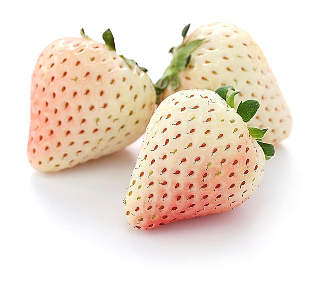Vita jordgubbsväxter: tips för odling av vita jordgubbar