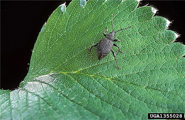 Black Vine Weevil Control: Bli kvitt Black Vine Weevils